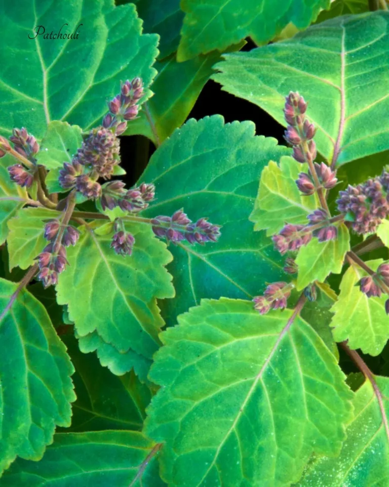 illustration plante patchouli